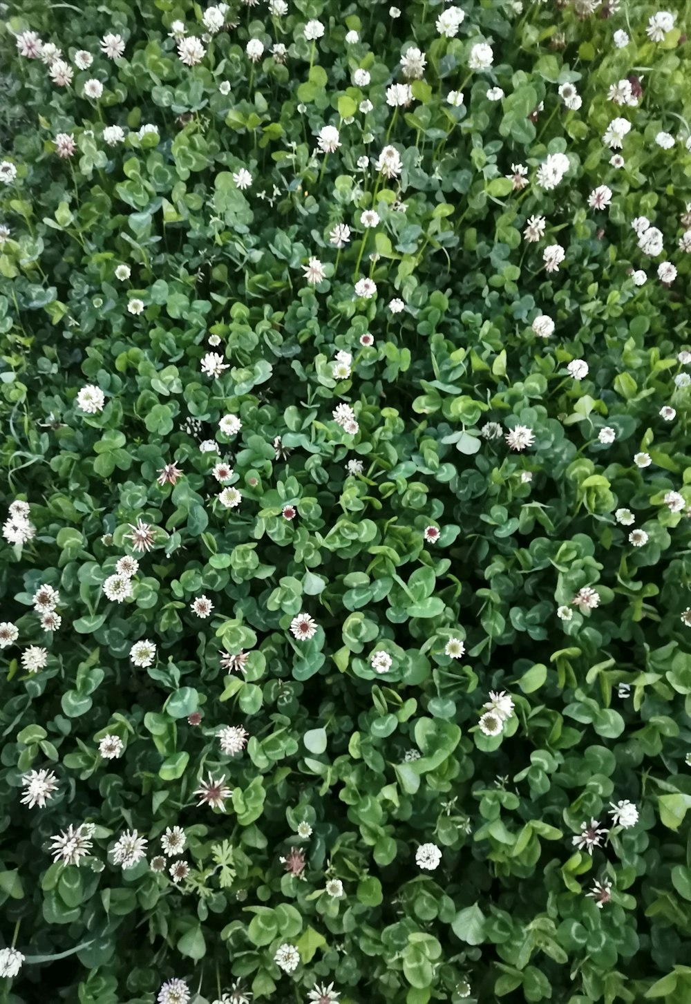green plant with white flowers