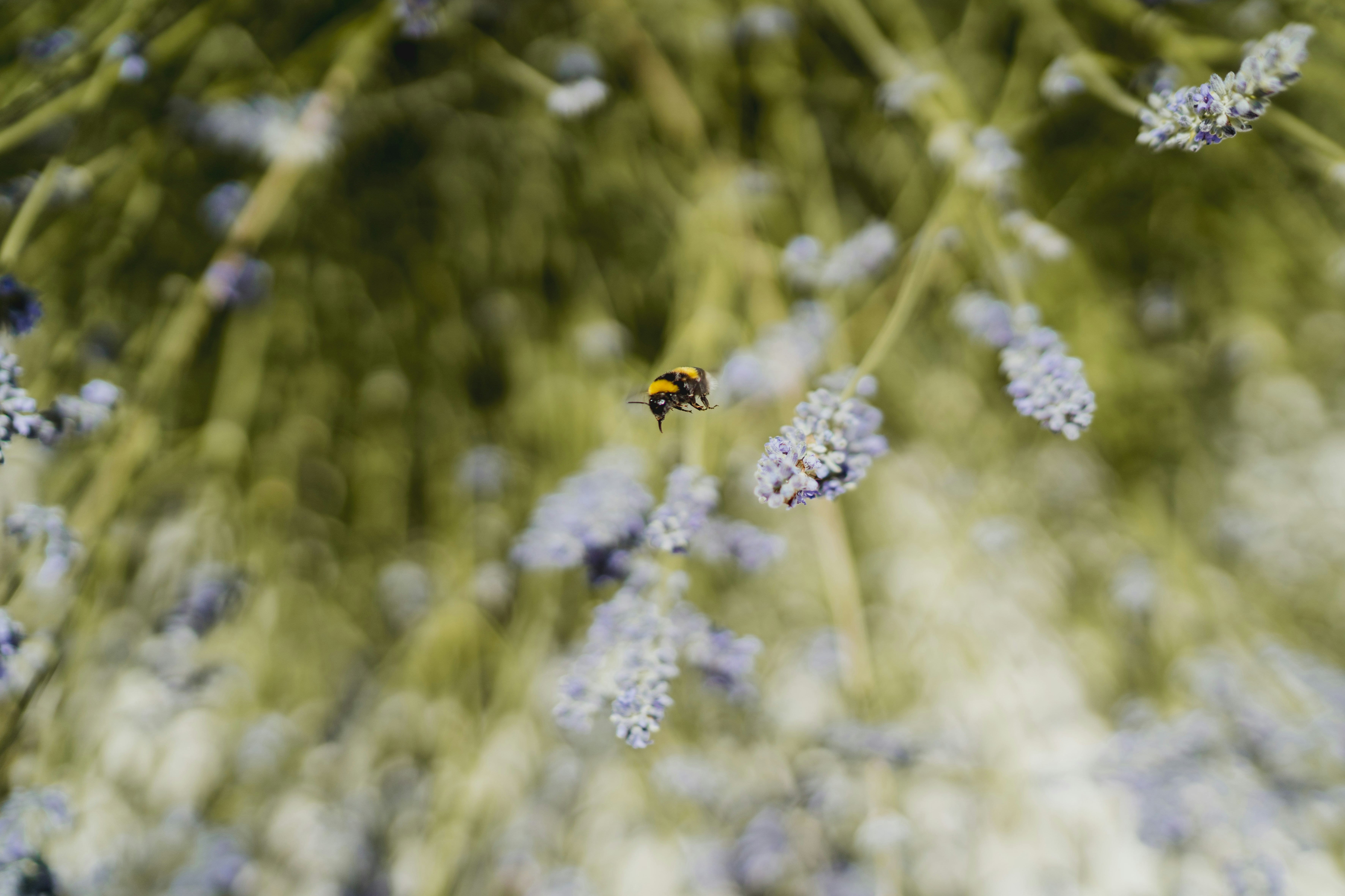 Photo by federicaariemma