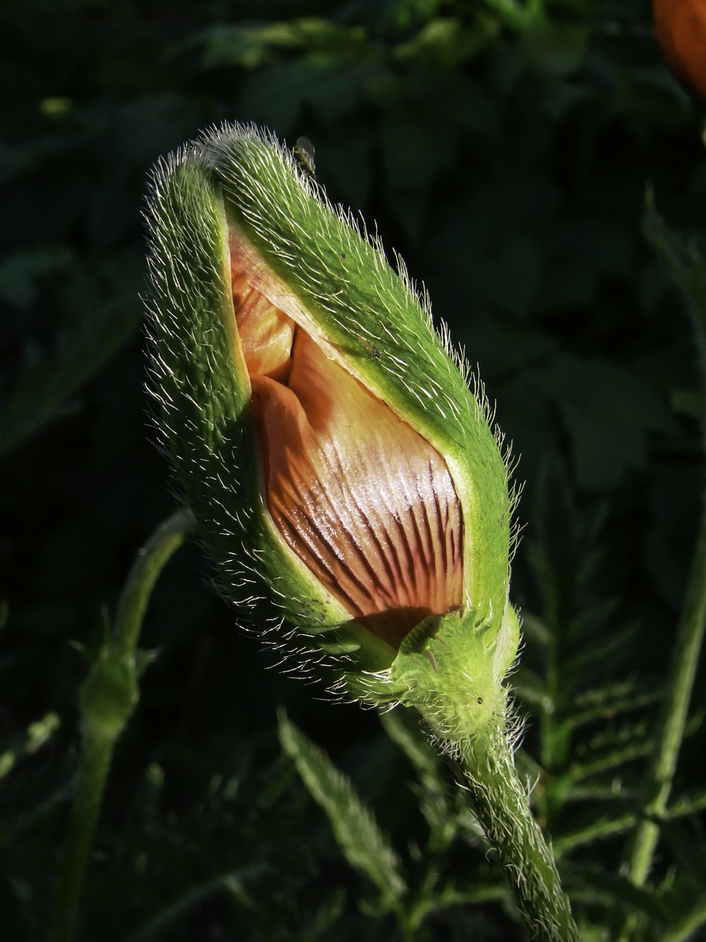 red flower bud in close up photography