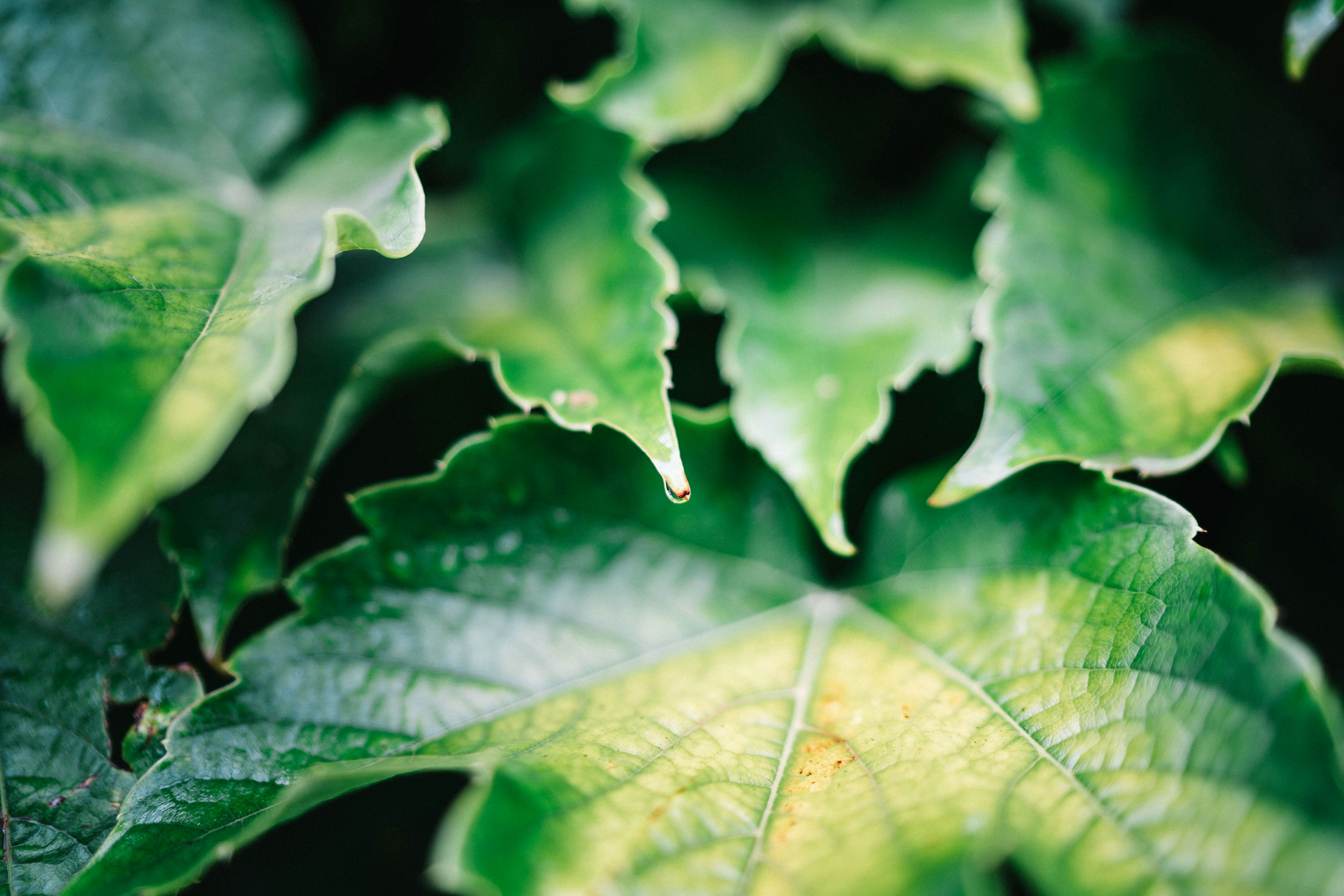 Nettle Leaf: The Herbal Antihistamine That's Also a Mineral Powerhouse