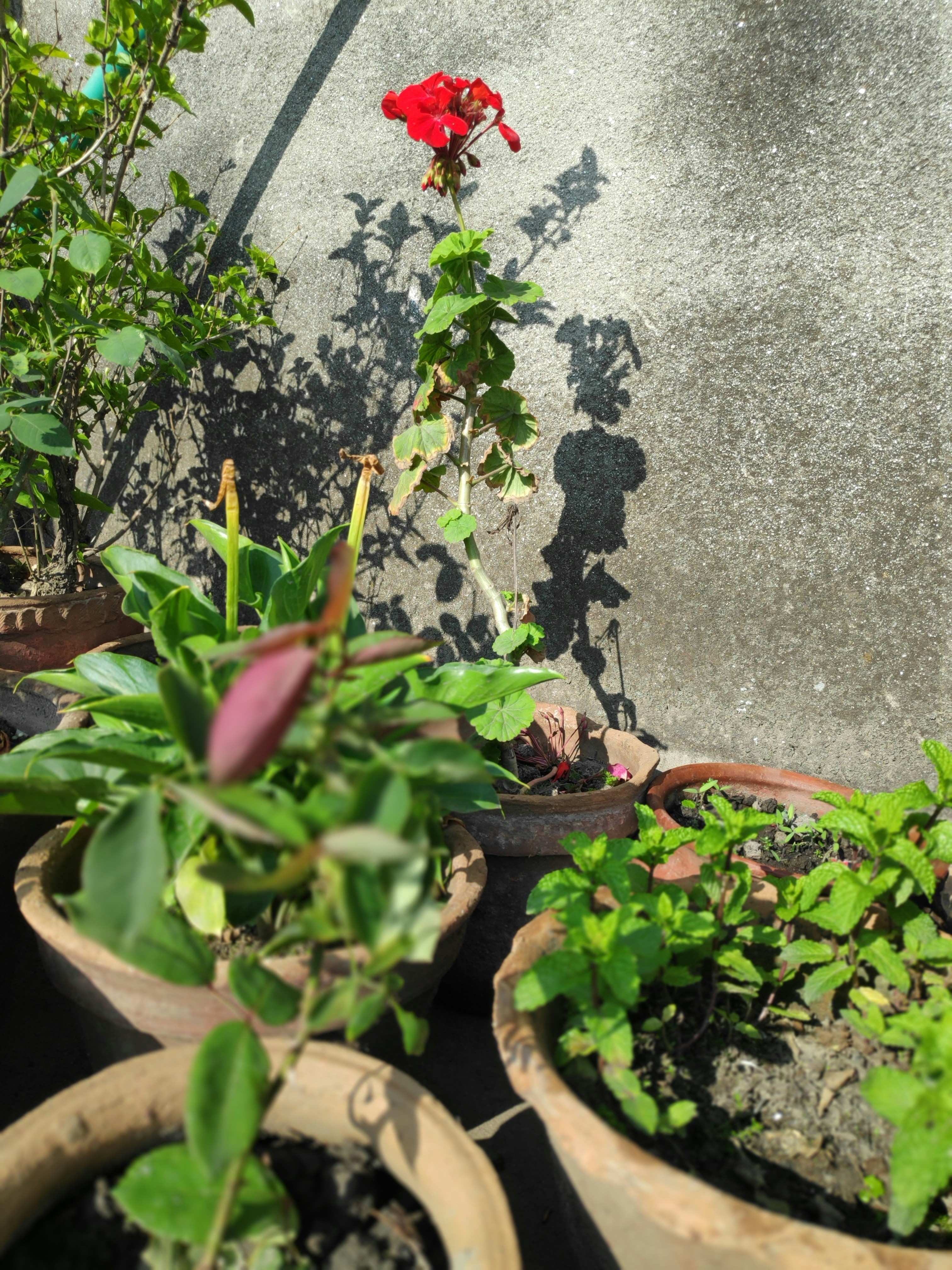 Stylish Garden Planters