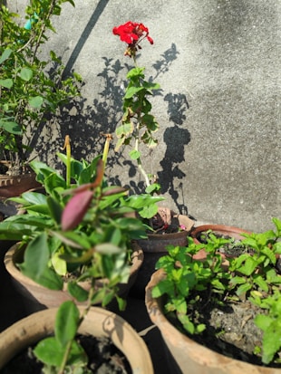 A collection of potted plants in a sunny outdoor setting, with a tall red flower standing out against a textured gray wall. The shadow of the plants is cast clearly on the wall, creating an interesting visual effect. The pots contain a variety of green plants, some with large leaves.