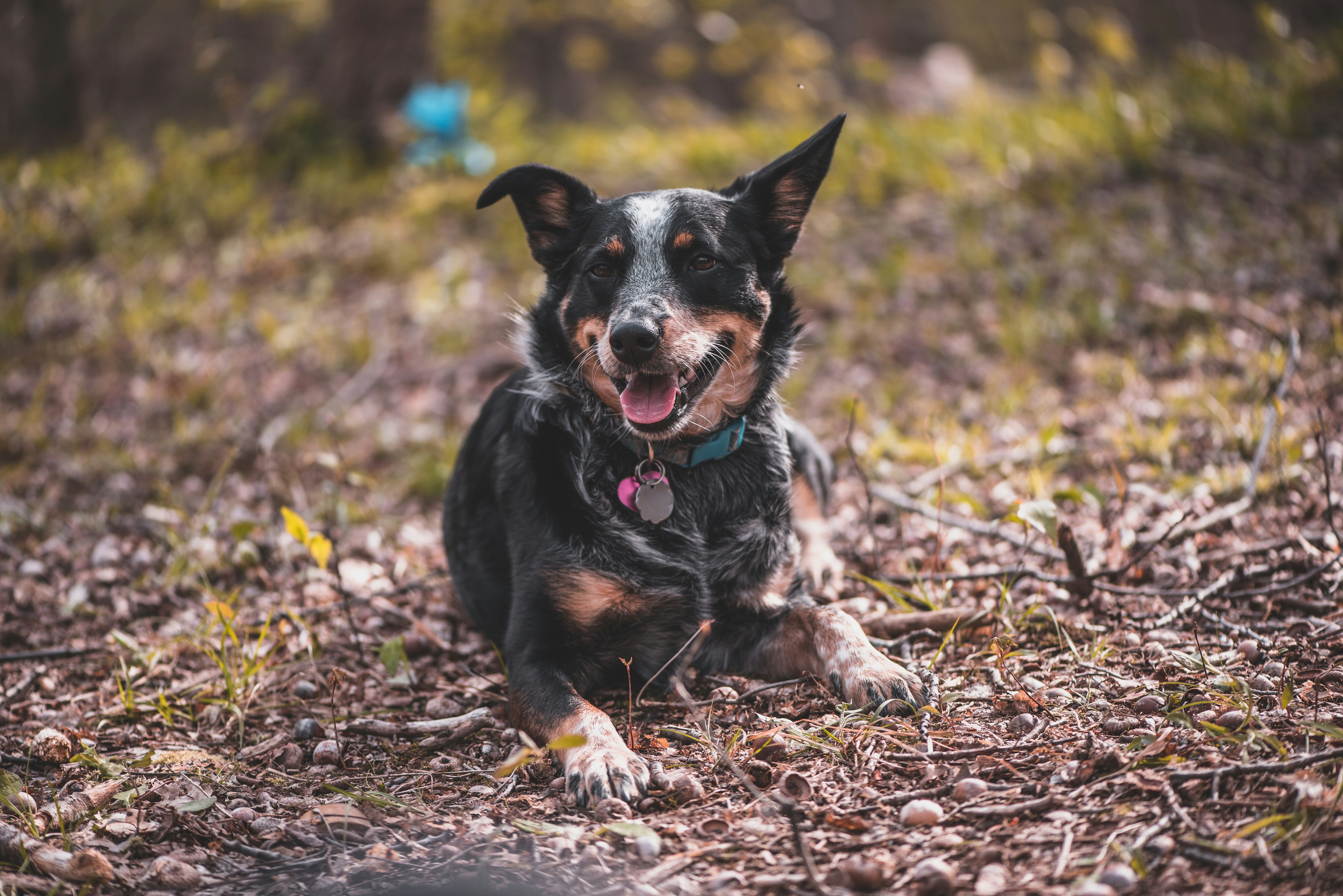 black and brown short coated dog sitting on brown dried leaves during daytime