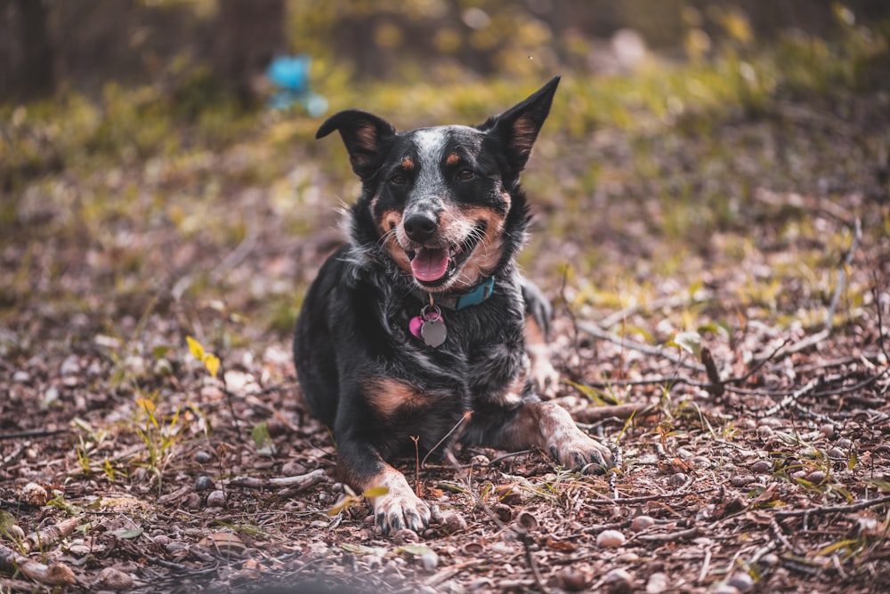 black and brown short coated dog sitting on brown dried leaves during daytime