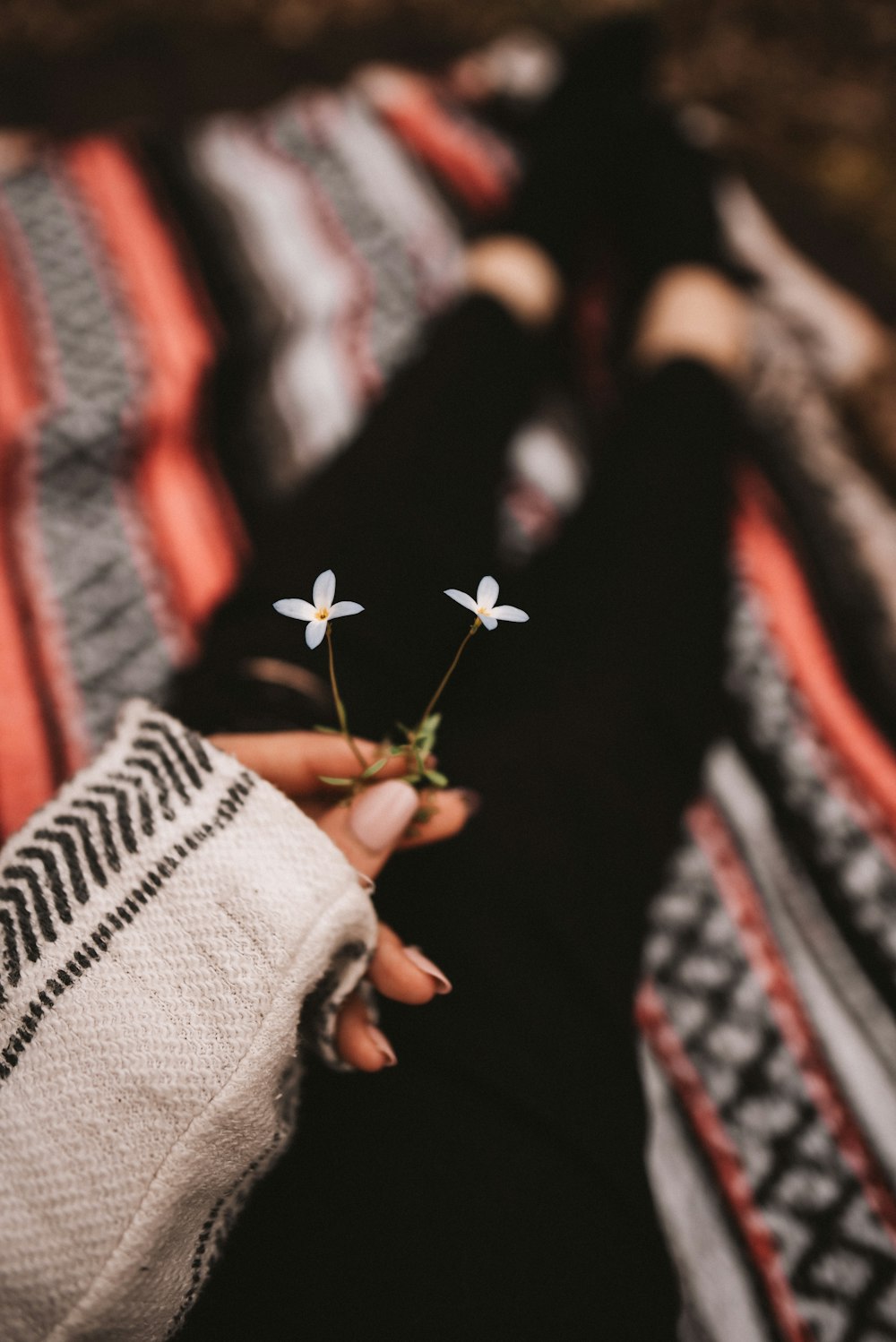 person holding red flower in tilt shift lens