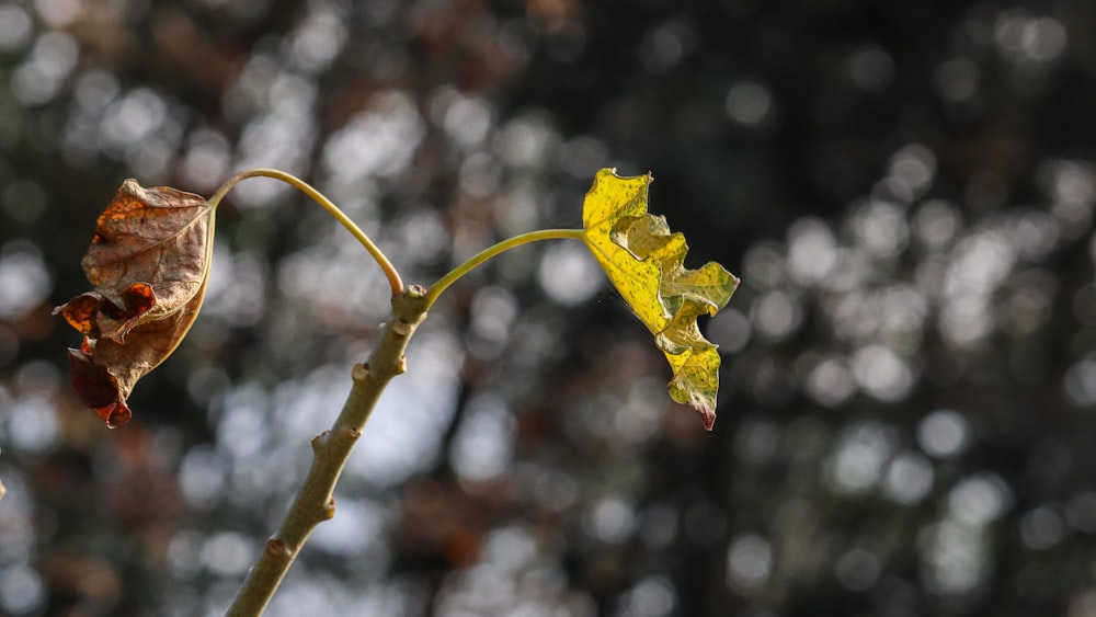 Hoja de arce amarilla en lente de cambio de inclinación