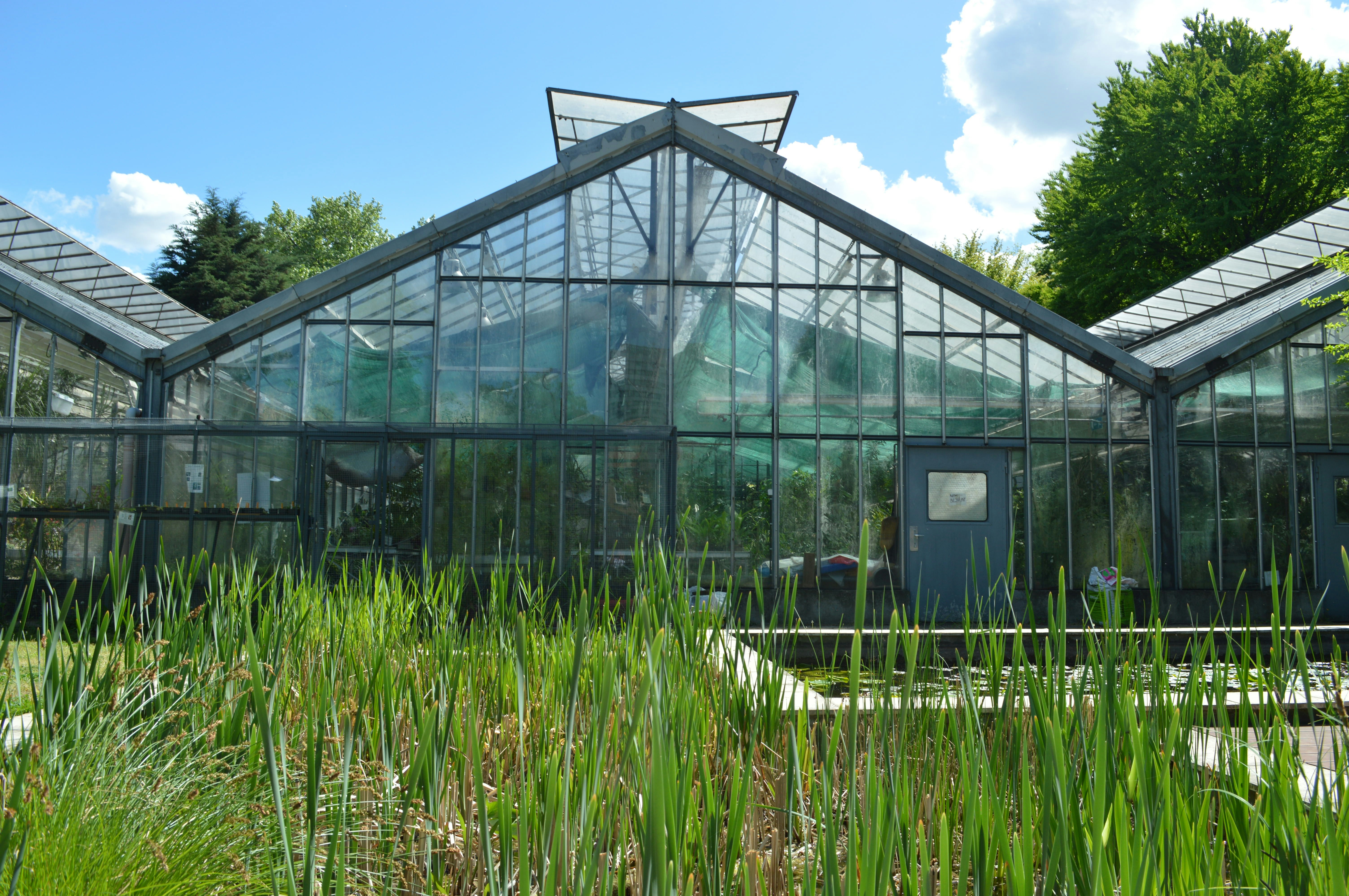 green grass field inside greenhouse