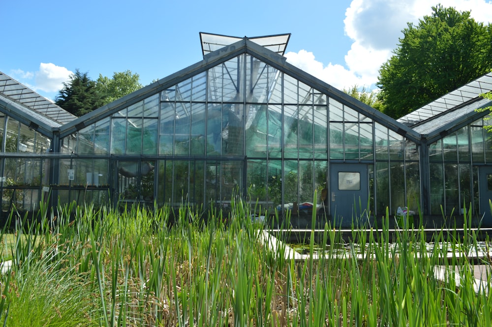 green grass field inside greenhouse