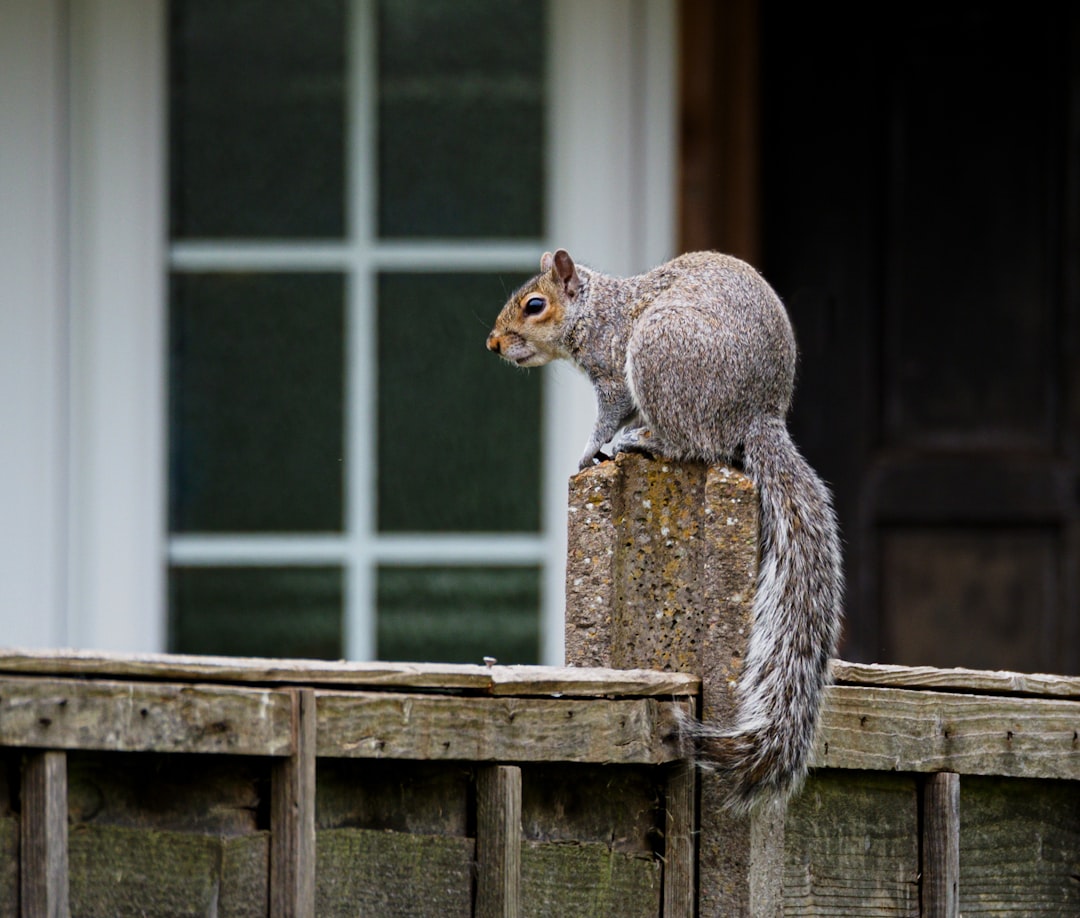 gray squirrel on brown wooden table