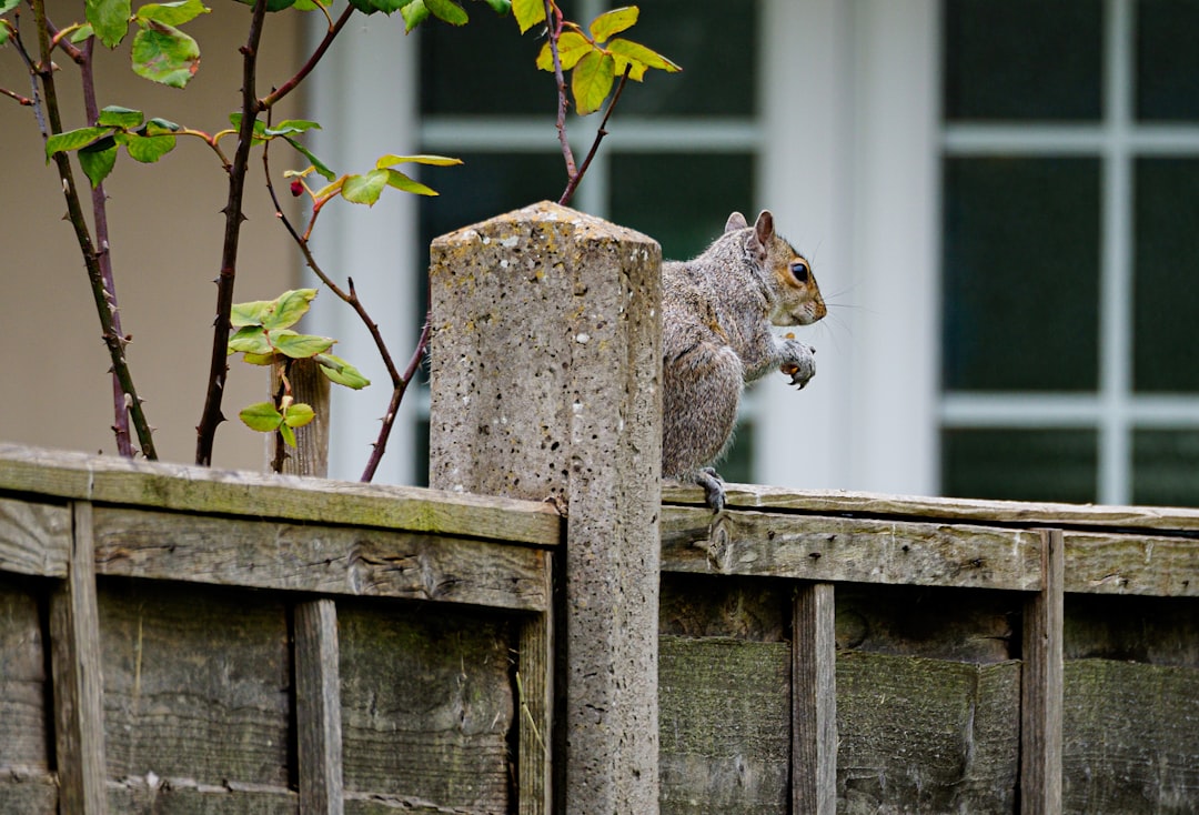 gray squirrel on gray wooden fence during daytime