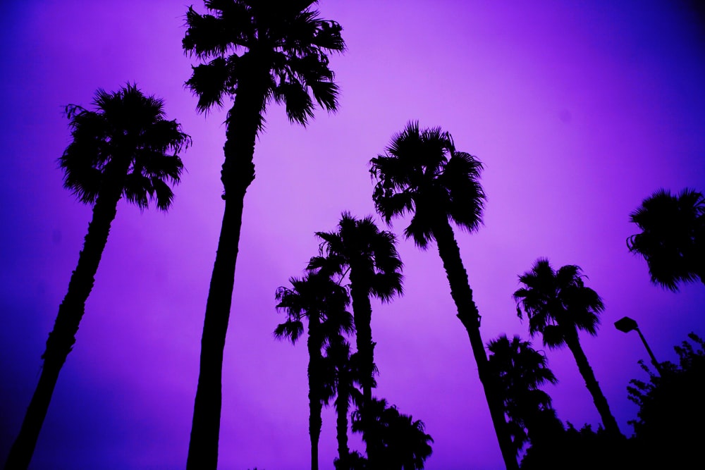 silhouette of trees under gray sky