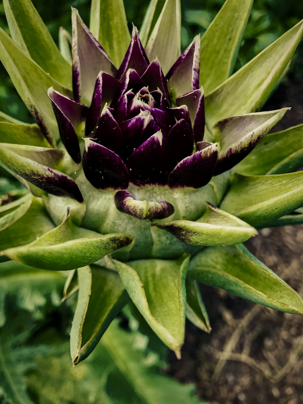 green and purple flower bud