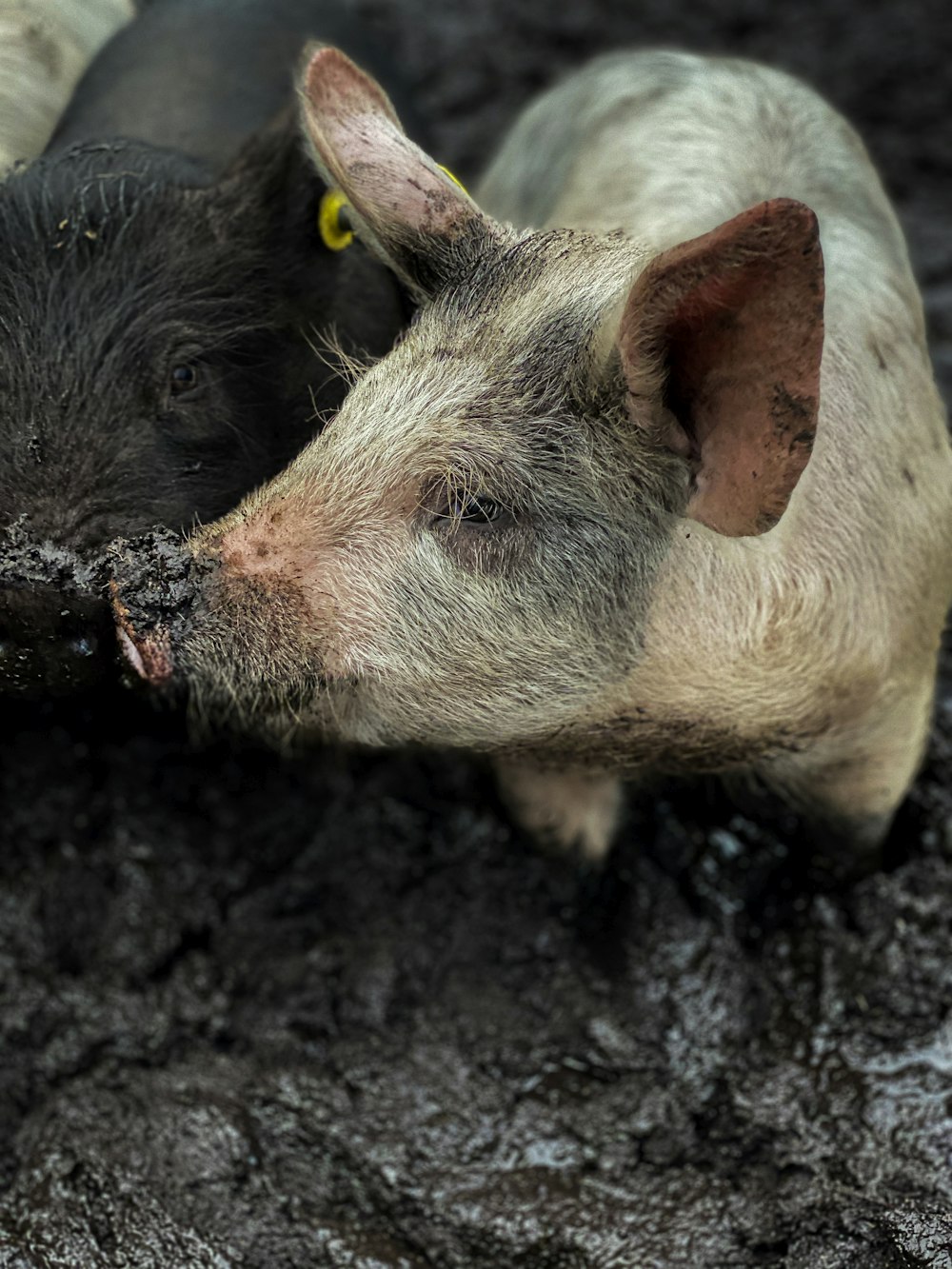 white pig on black soil