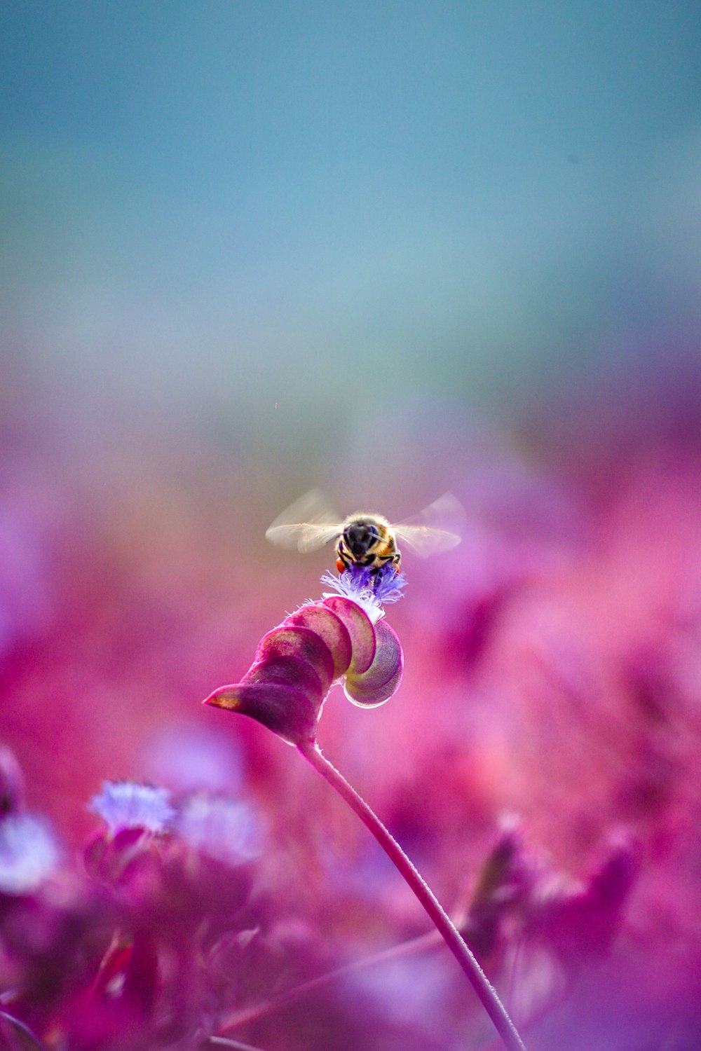 yellow and black bee on pink flower