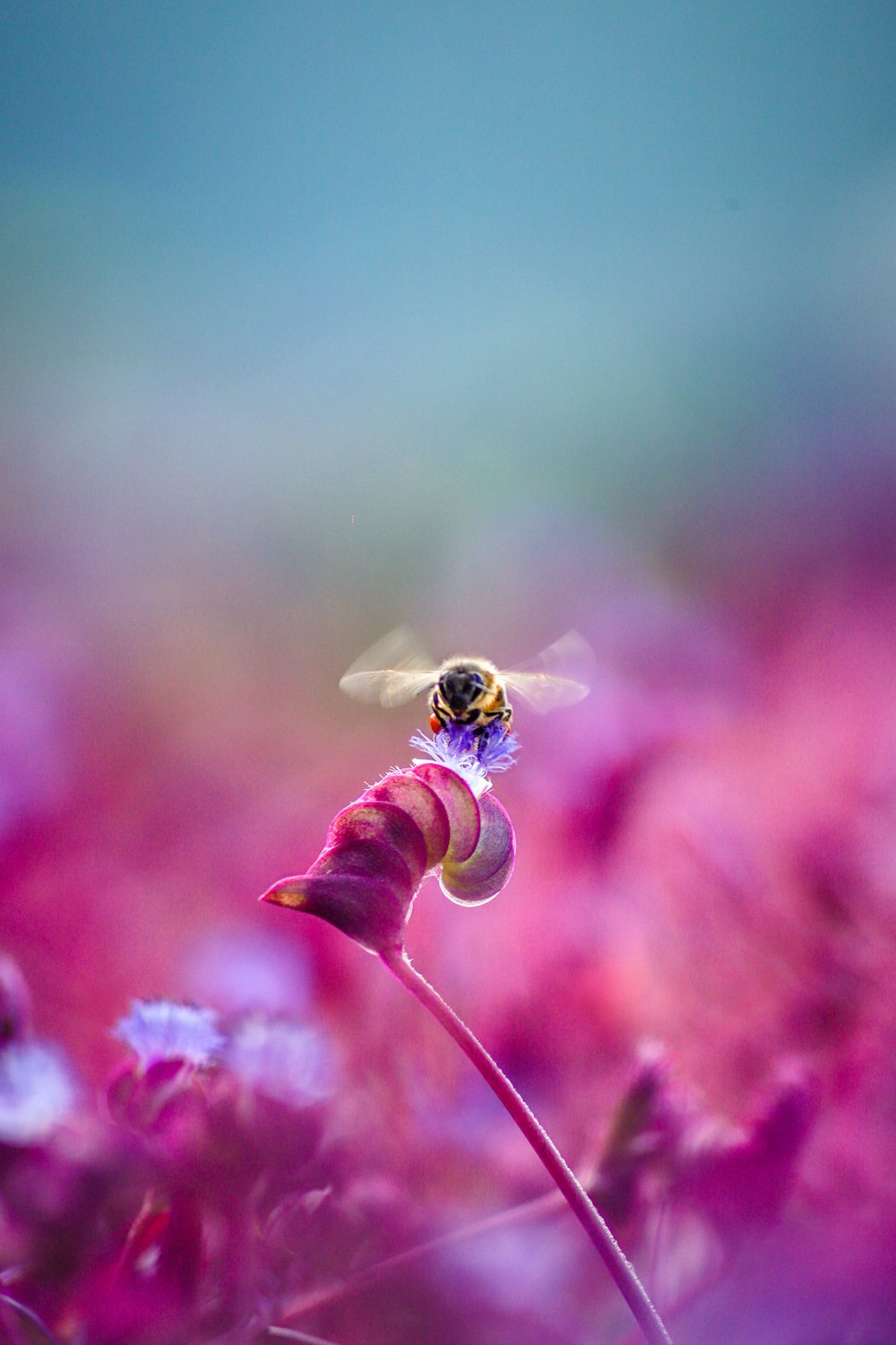 분홍색 꽃에 노란색과 검은 색 꿀벌