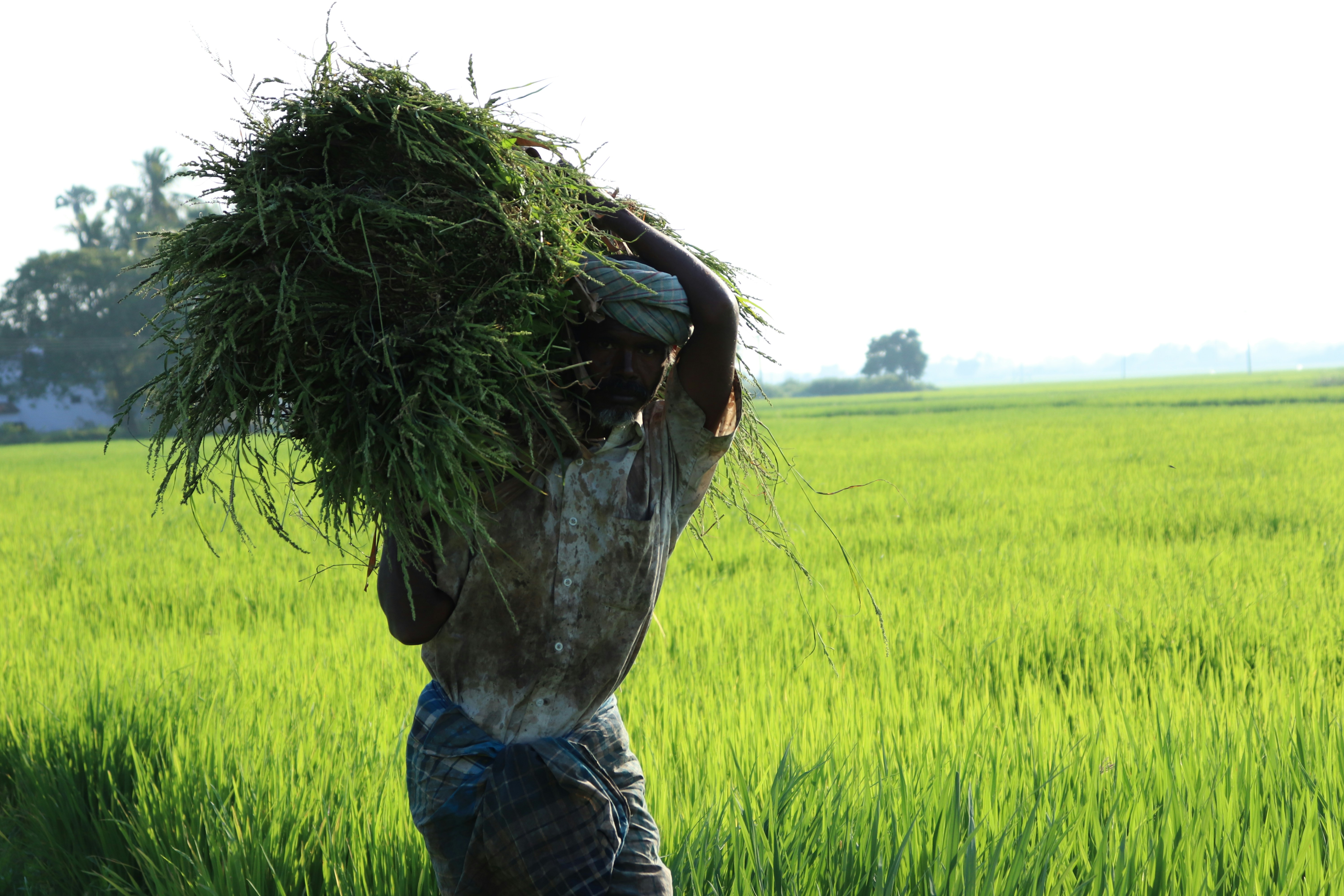 Farmer applying our fertilizer