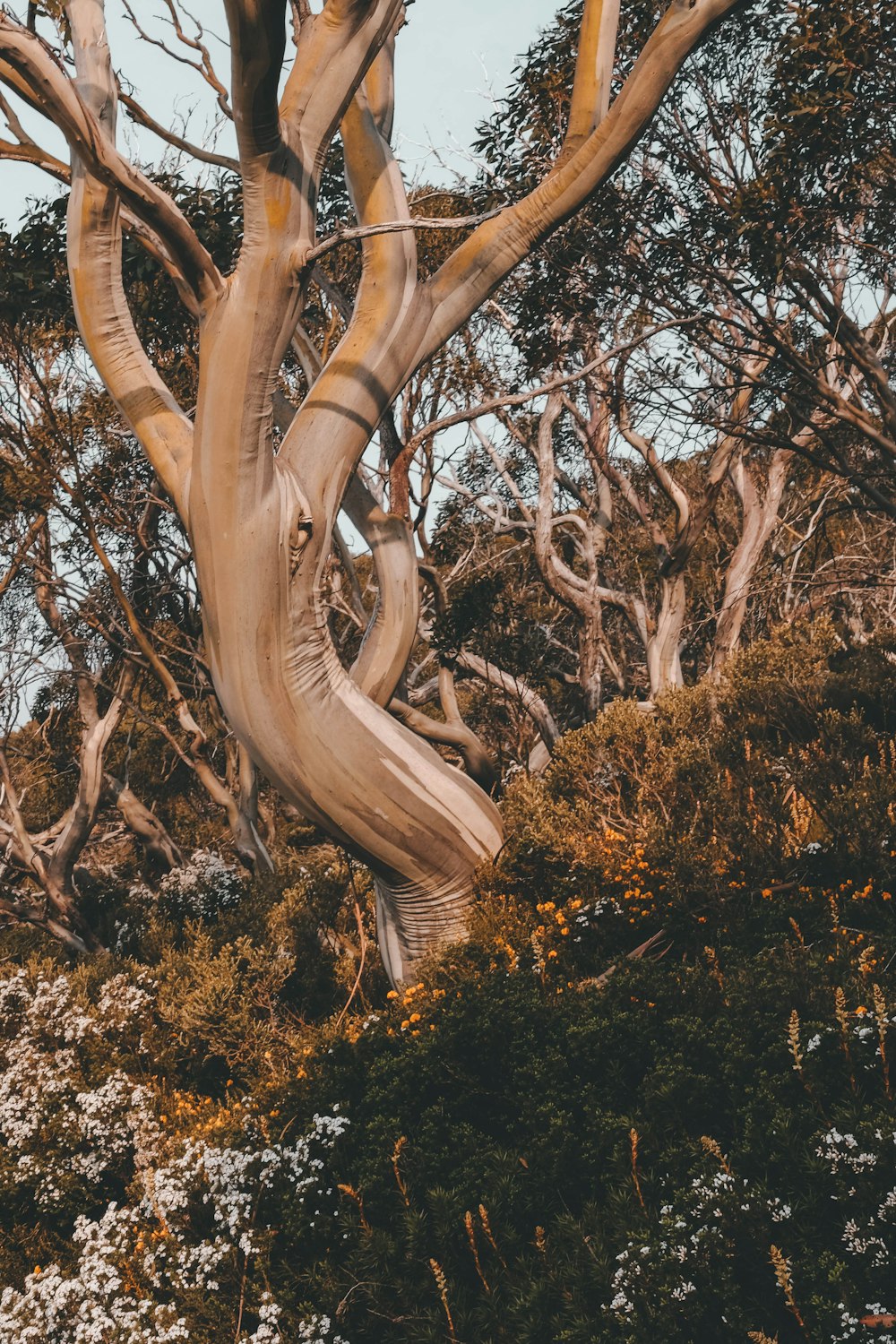 brown tree branch on brown tree