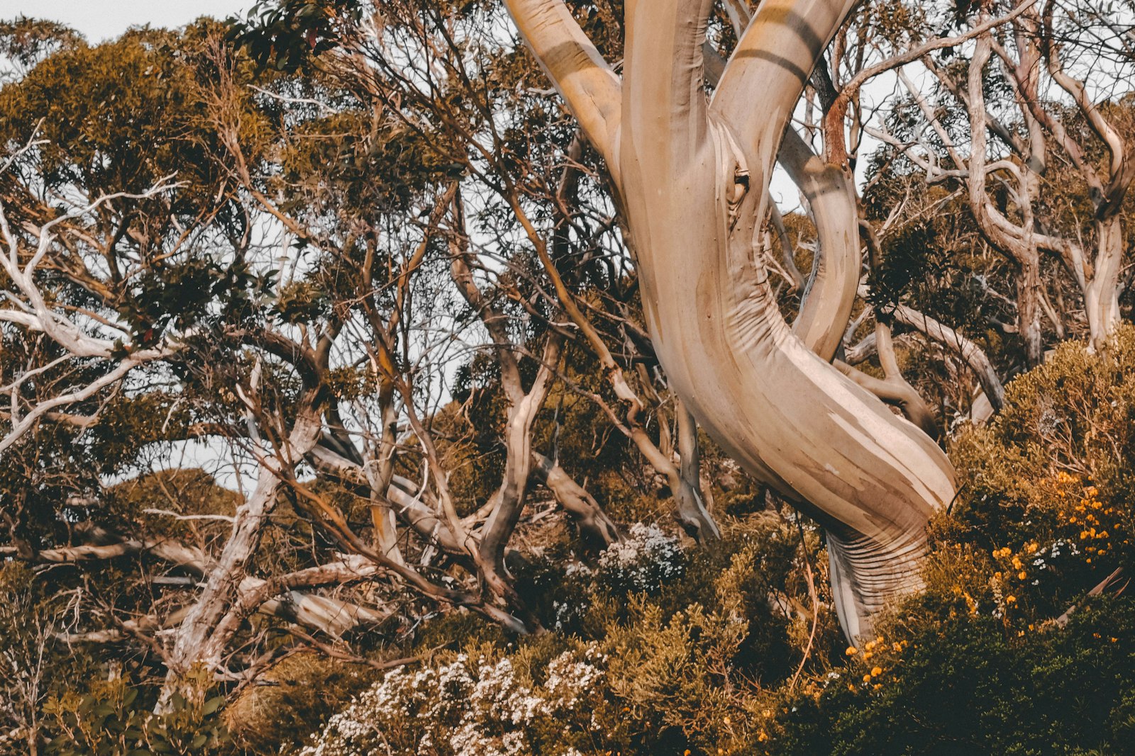 Fujifilm X-T3 + Fujifilm XF 23mm F1.4 R sample photo. Brown tree trunk on photography