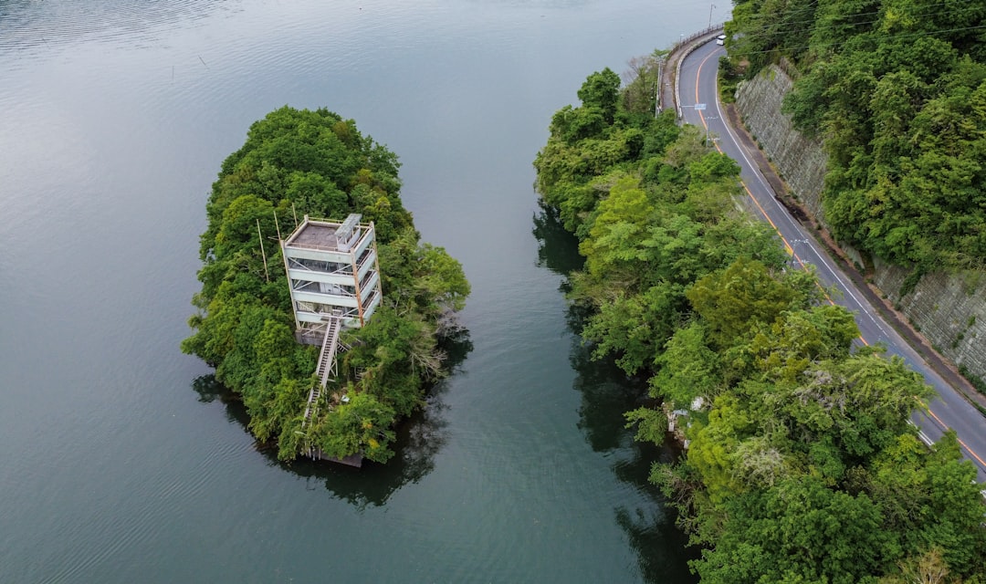 aerial view of green trees beside river during daytime