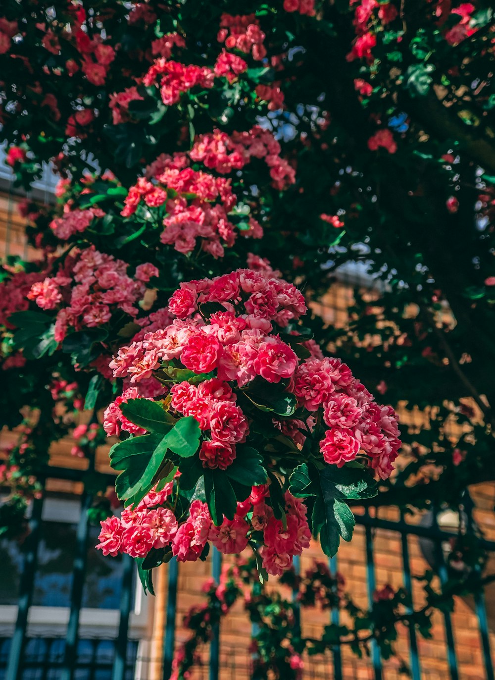 red flowers with green leaves