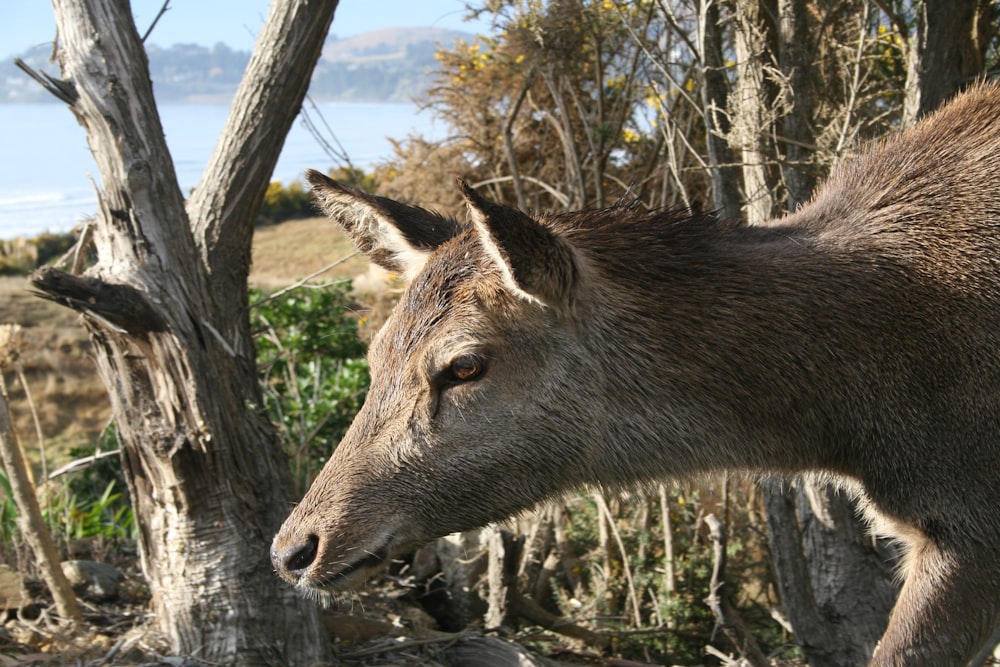 brown and black horse standing on green grass field during daytime