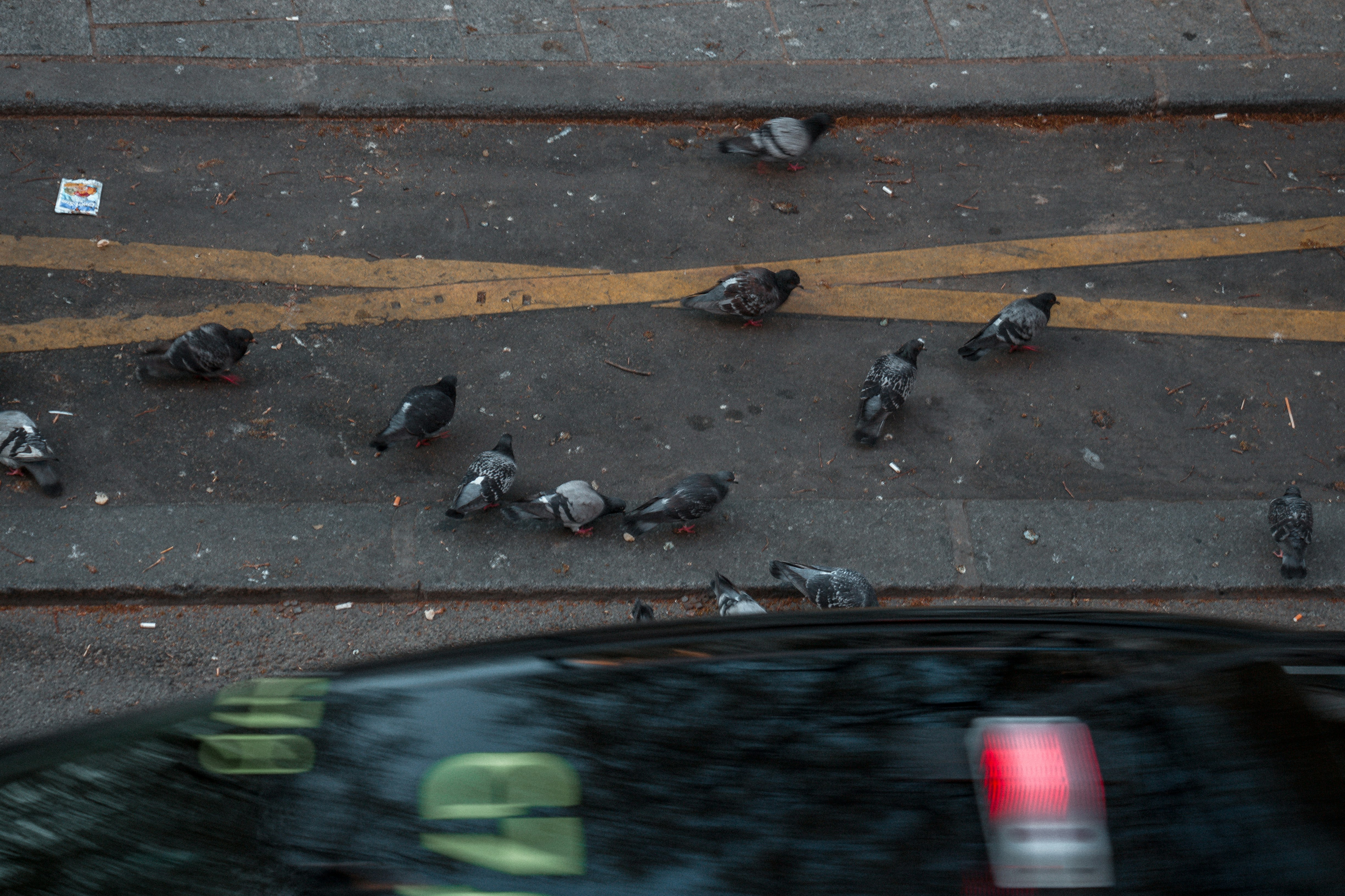flock of pigeons on brown concrete floor
