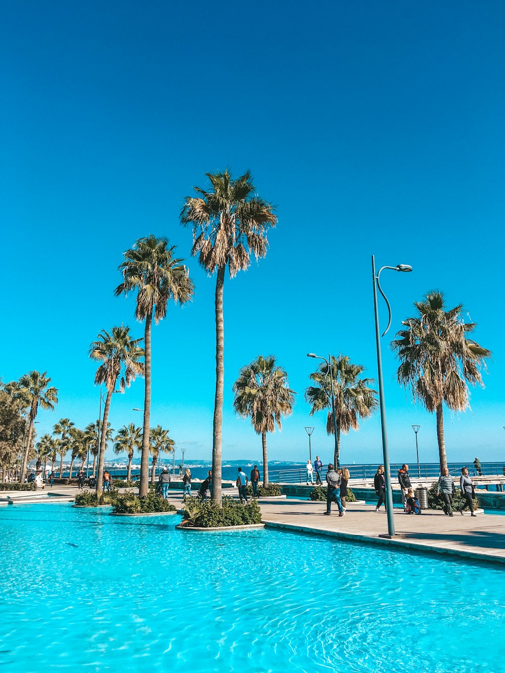 palm trees near body of water during daytime