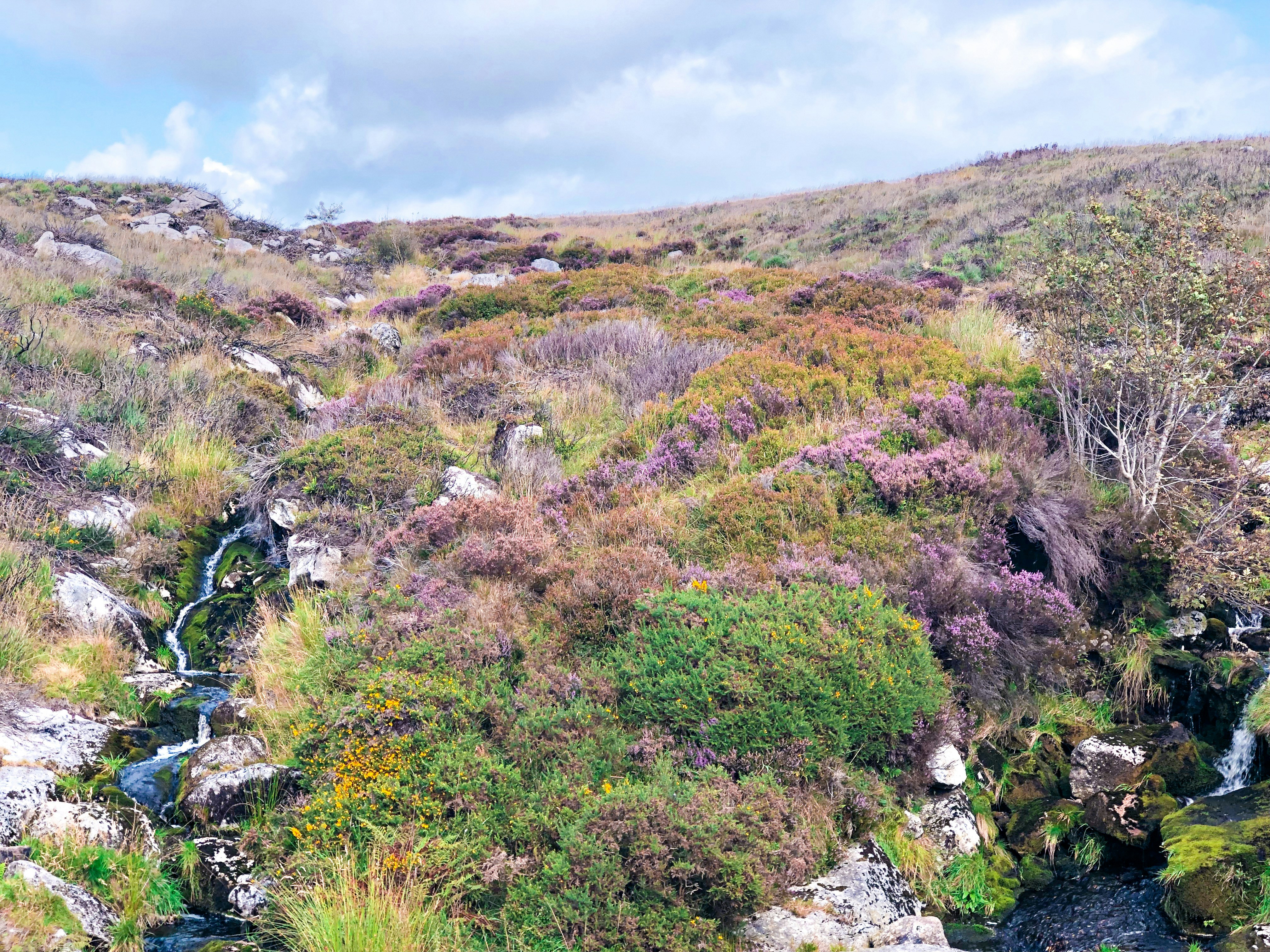 green grass and green plants on mountain during daytime