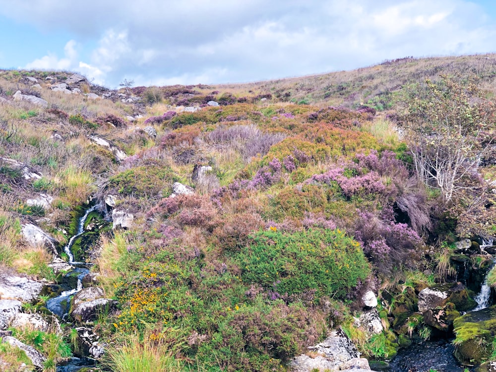 green grass and green plants on mountain during daytime