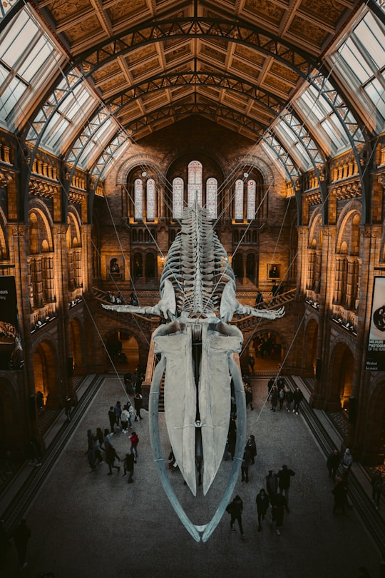 people walking inside building during daytime in Natural History Museum United Kingdom