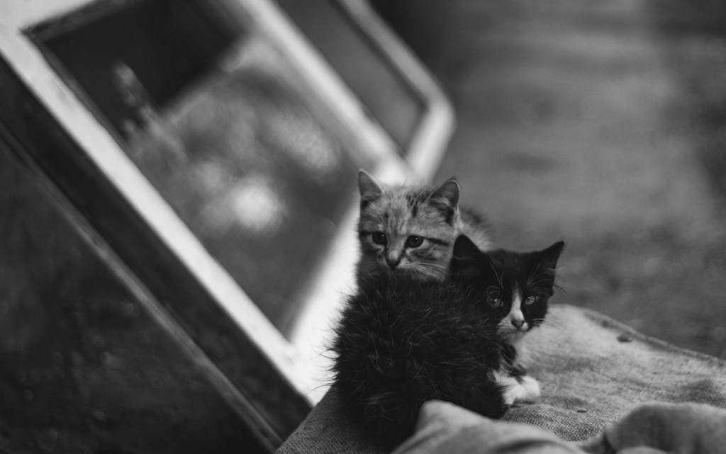 Loving Kittens Ready