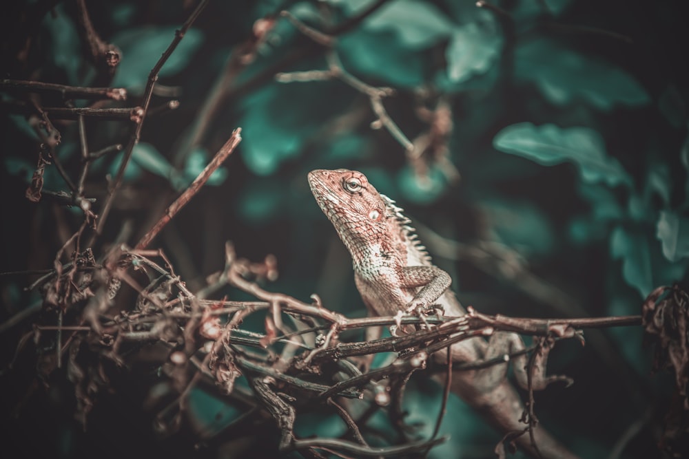 brown and white lizard on brown tree branch during daytime