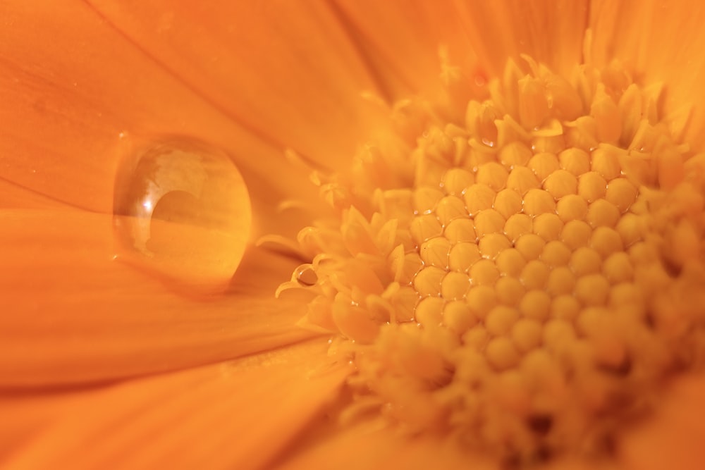 yellow flower with water droplets