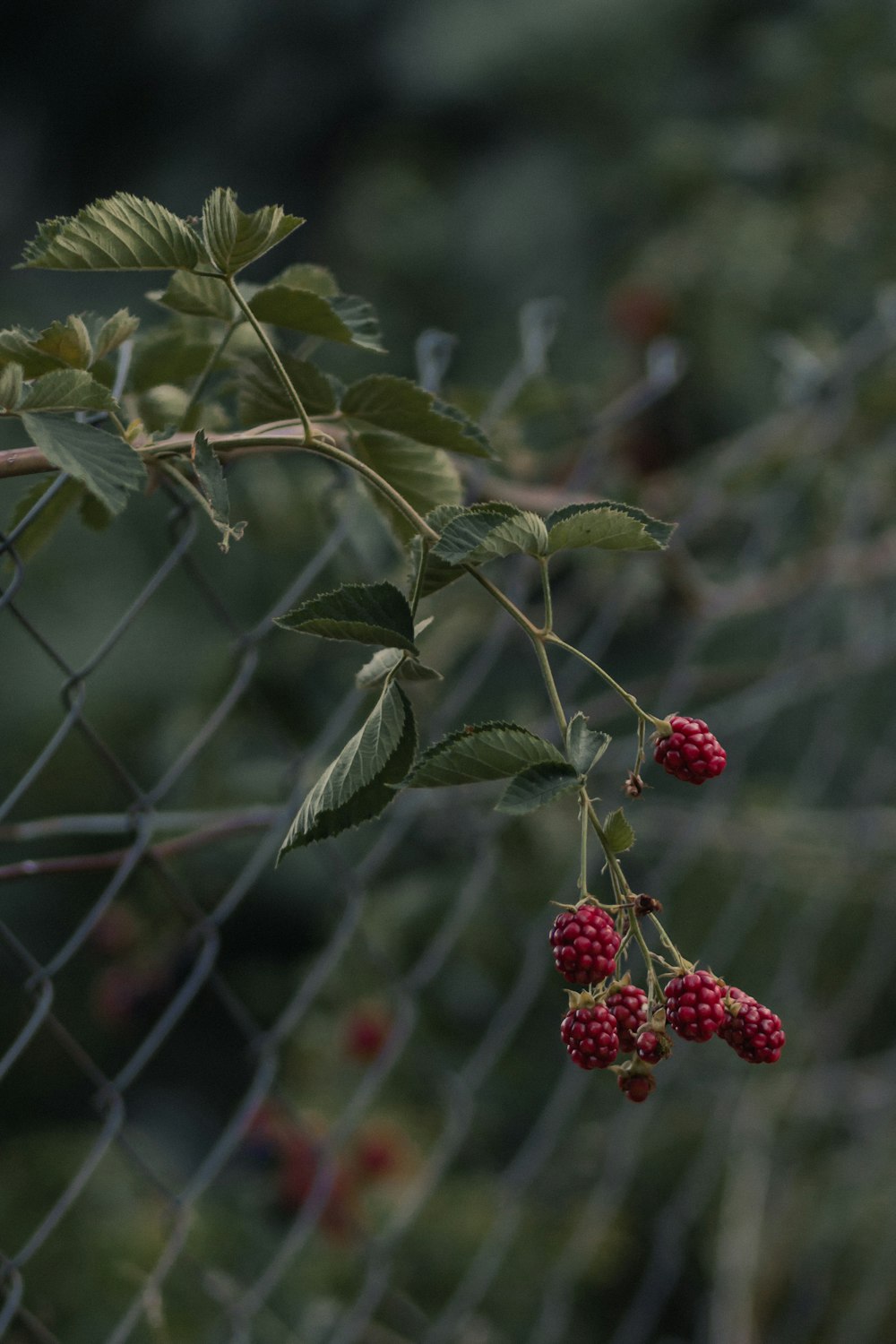 red round fruits on green tree during daytime