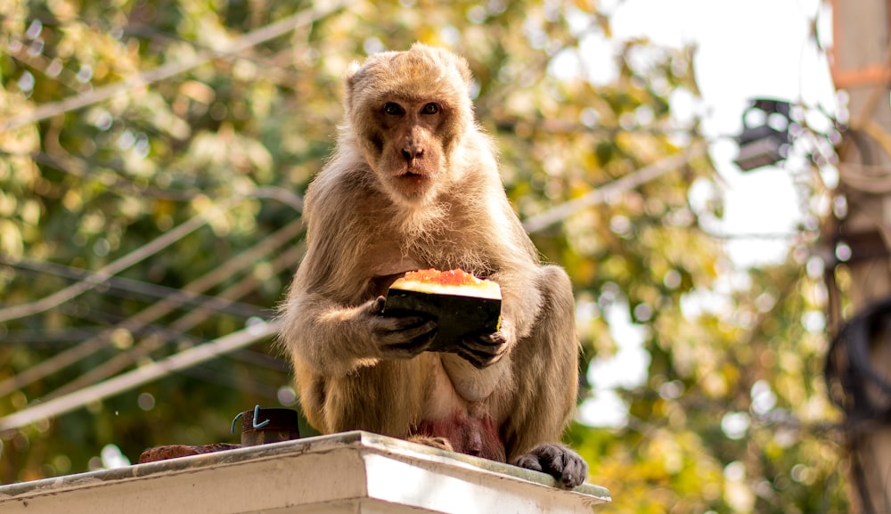 brown monkey eating food on brown wooden table during daytime