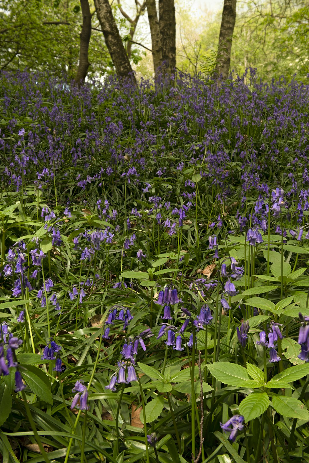 purple flower field during daytime