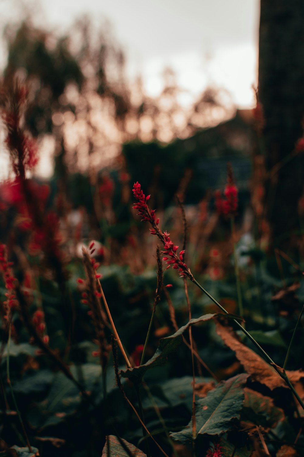 red flowers in tilt shift lens