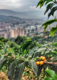 A branch of a coffee plant with green and ripe yellow coffee cherries in the foreground, set against a blurred urban landscape in the background, surrounded by lush greenery.