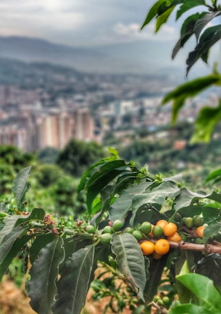 A branch of a coffee plant with green and ripe yellow coffee cherries in the foreground, set against a blurred urban landscape in the background, surrounded by lush greenery.