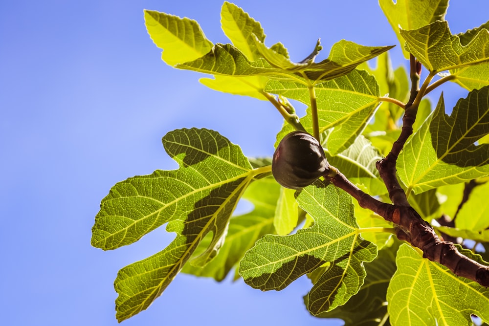 green leaf plant during daytime