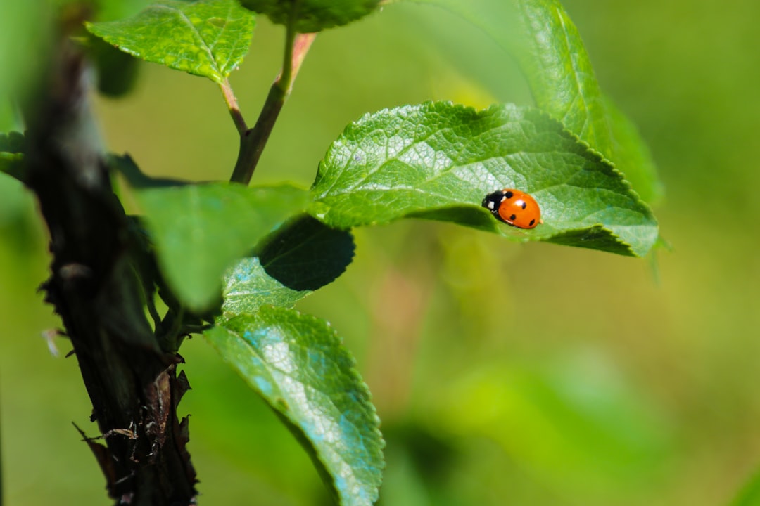 red and black ladybug on green leaf