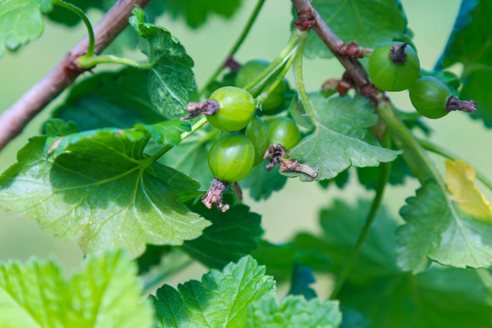 green round fruit on green leaf