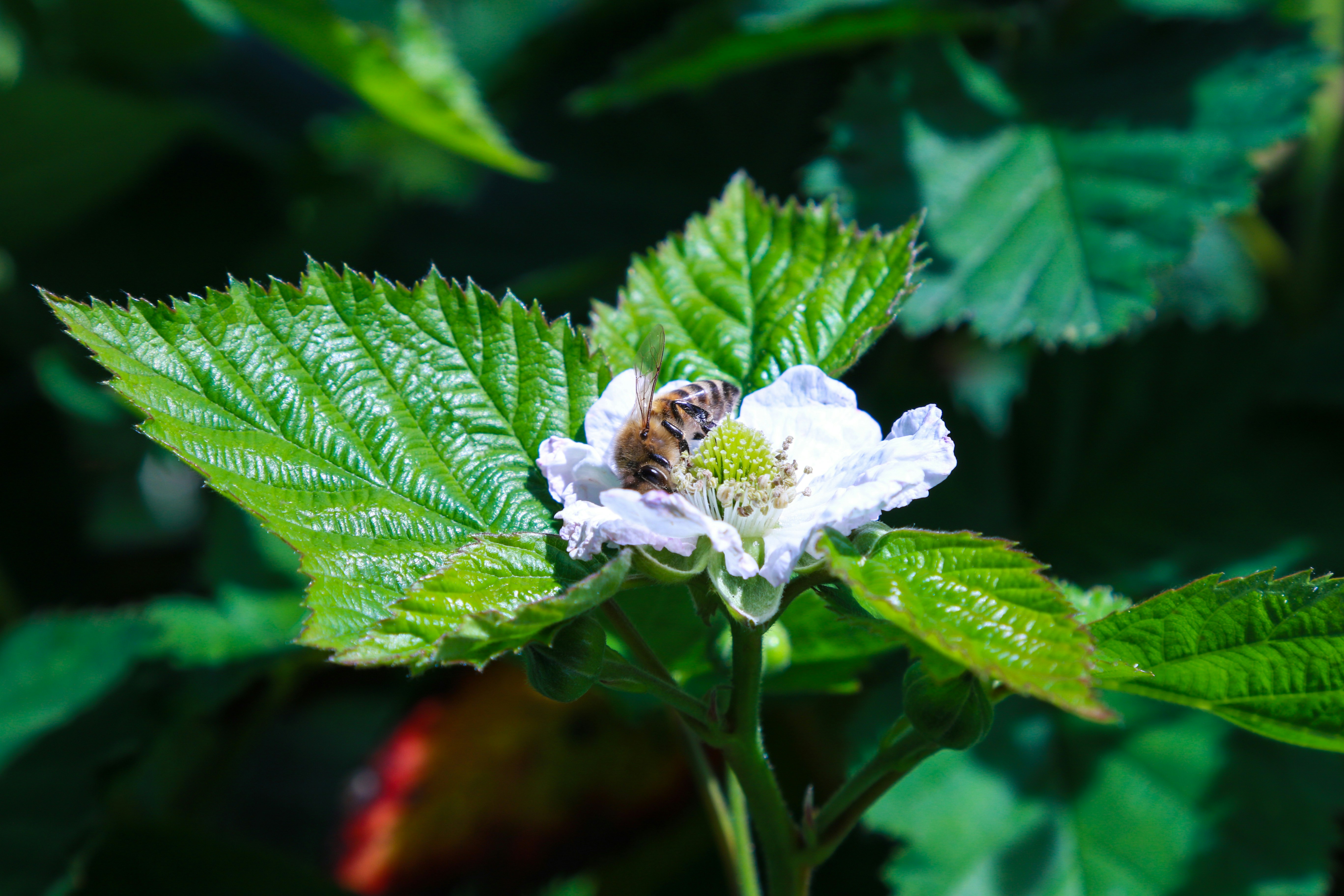 brown and black bee on white flower