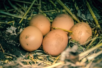 Five eggs are nestled in a bed of straw and leaves. The eggs have a light brown color, and some have dirt marks on them. The setting appears to be natural and outdoors.