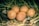 Five eggs are nestled in a bed of straw and leaves. The eggs have a light brown color, and some have dirt marks on them. The setting appears to be natural and outdoors.