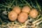 Five eggs are nestled in a bed of straw and leaves. The eggs have a light brown color, and some have dirt marks on them. The setting appears to be natural and outdoors.