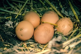 Five eggs are nestled in a bed of straw and leaves. The eggs have a light brown color, and some have dirt marks on them. The setting appears to be natural and outdoors.