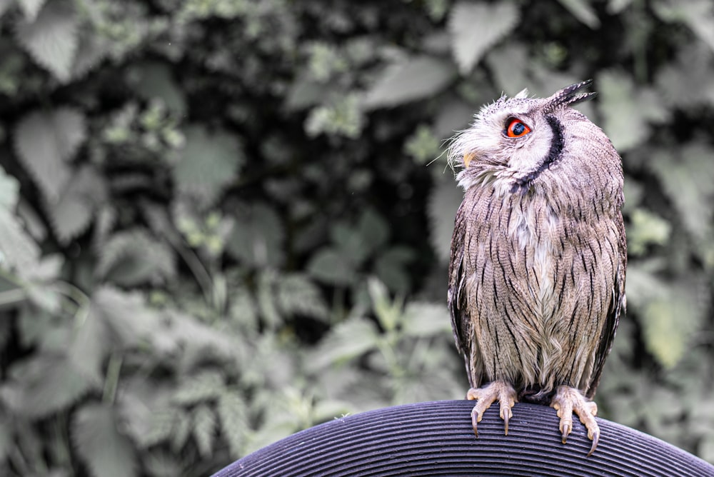 brown owl on blue round table