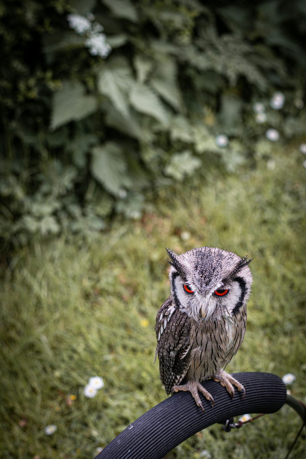 gray owl on green grass during daytime