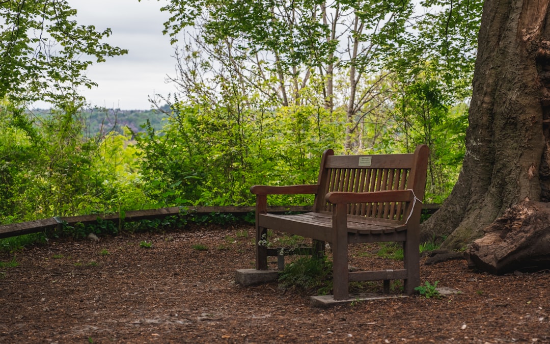 brown wooden bench near green trees during daytime